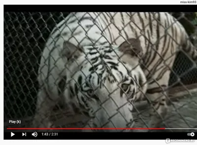 Рецензия на фильм Белый тигр, отзывы критиков о кинофильме Белый тигр, все  актеры | Time Out