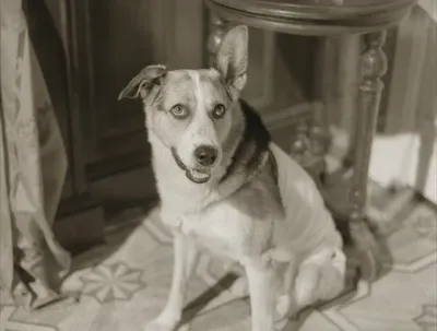 Фото из фильма собачье сердце фото