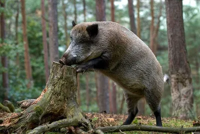 Опасны ли дикие кабаны для грибников?