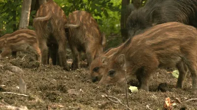 Дикий Кабан (SUS SCROFA) Гуляем В Лесу Фотография, картинки, изображения и  сток-фотография без роялти. Image 33944992