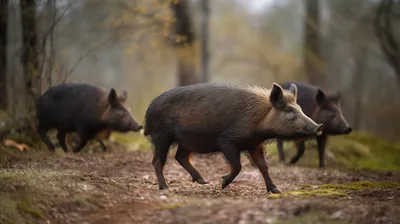 ВИДЕО ⟩ В эстонском лесу заметили очень вежливых кабанов