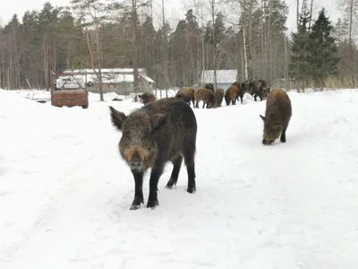 Кабаны в заснеженном лесу | Пикабу