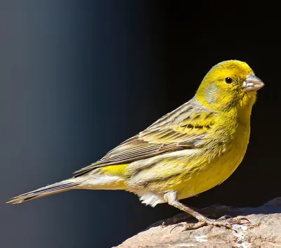 Канарейки: интересные факты 🐤 - Поет у канареек только самец - кенар -  Чаще всего встречаются желтые.. | ВКонтакте