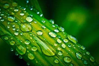 Капли воды на зеленом листе · Бесплатные стоковые фото