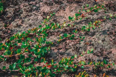 Карликовая береза (70 фото): описание видов и сортов, где растет, как  выглядит, особенности посадки и применения в ландшафтном дизайне
