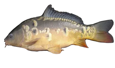 Карп для свежей рыбы Улов рыбы карпов Стоковое Изображение - изображение  насчитывающей свеже, здорово: 165934915