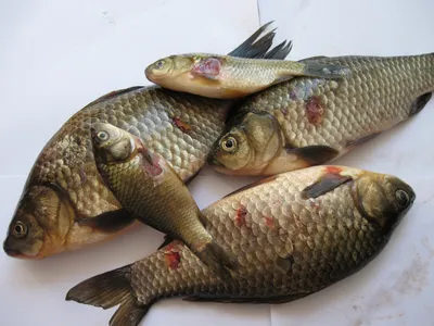 Карп для свежей рыбы Улов рыбы карпов Стоковое Фото - изображение  насчитывающей свеже, здорово: 165933582