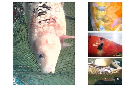 FishingBait Гранулированные добавки для рыболовных приманок для корма для  карпов, кальмаров и рыб – лучшие товары в онлайн-магазине Джум Гик
