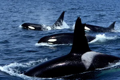 Океанолог призвал изменить планы по выпуску животных из \"китовой тюрьмы\" -  Российская газета