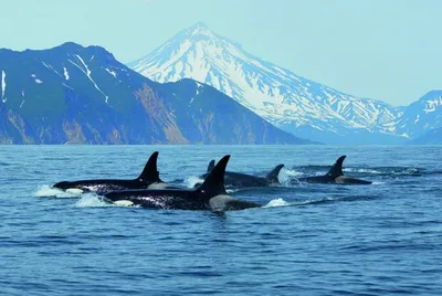 Косатка на миллион. Кто наживается на экспорте морских млекопитающих в  Китай и почему запрещенный отлов этих животных не могут остановить ни  волонтеры, ни чиновники — Новая газета