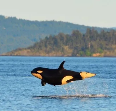 Дальневосточная плотоядная косатка Orcinus orca будет включена в Красную  книгу Российской Федерации!