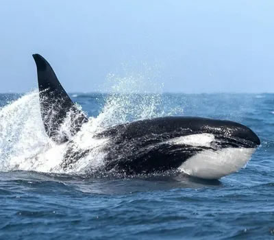 Морской свинья пар дельфин-касатки через открытое море Стоковое Изображение  - изображение насчитывающей кит, черный: 57541915