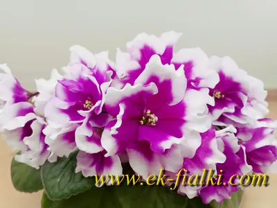 Мои фиалки, каталог на сайте www.violets.lact.ru | Африканская фиалка,  Фиалки, Сенполия