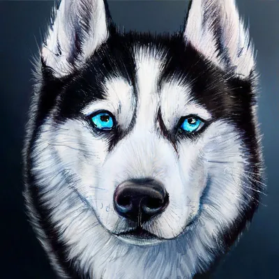 Голубоглазыми бывают не только хаски! Породы собак с голубыми глазами, о  которых вы не знали | In Dogs we Trust | Дзен