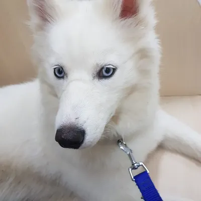 Собака Хаски с голубыми глазами» — создано в Шедевруме