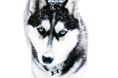 Идеальный щенок сибирской хаски с голубыми глазами!: 7 000 грн. - Собаки  Київ на Olx