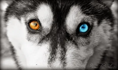 Собака Сибирского Хаски Голубыми Карими Глазами Черном Фоне стоковое фото  ©SyhinStas 565513784