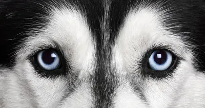Ласковый волк – Сибирский хаски - Сибирские богатства