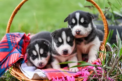 Сибирский хаски - Собаки и щенки