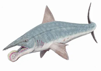 Осторожно, акулы! Происхождение и эволюция хрящевых рыб | Сказки юного  биолога | Дзен