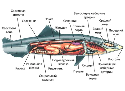 Евгенеодонтообразные — Википедия