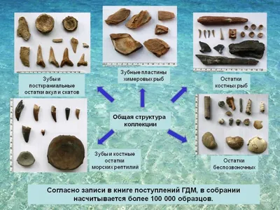 Осторожно, акулы! Происхождение и эволюция хрящевых рыб | Сказки юного  биолога | Дзен