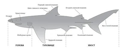 Открыто ископаемое, сочетающее признаки панцирных и костных рыб