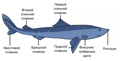 Класс Хрящевые рыбы - Умскул Учебник