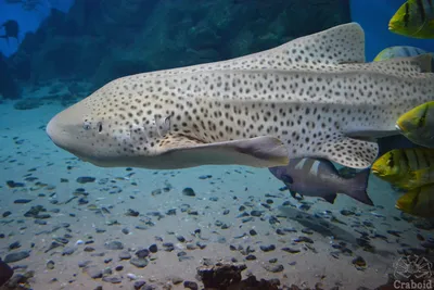 Акулы: хищные рыбы в океане» — создано в Шедевруме
