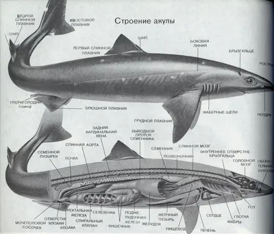 Яйцевая капсула хрящевых рыб — Википедия