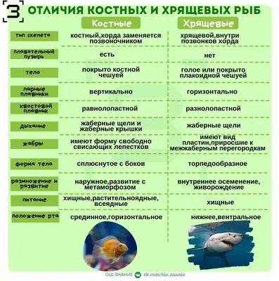 Удивительное сочетание древних и современных черт [1975 Оммани Ф. - Рыбы]