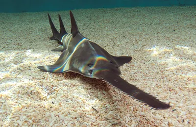 Акулы — самые опасные обитатели морей» — создано в Шедевруме