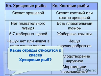 Гуинплен on X: \"Австралийская бычья акула или австралийская рогатая акула —  вид хрящевых рыб рода бычьих акул семейства разнозубых акул. Встречается  этот представитель морской фауны практически вдоль всего побережья  Австралии, за исключением