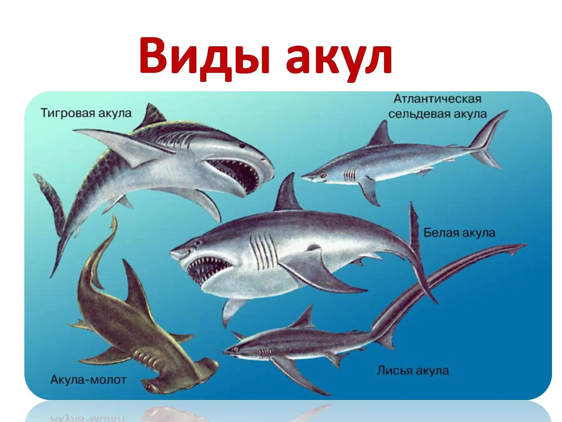 Рыбы примеры 3 класс. Акулы и их названия. Отряды и представители хрящевых рыб. Отряд акулы представители.