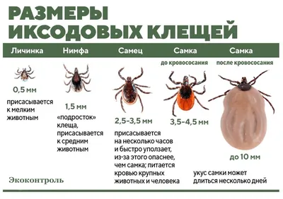 Эксперт Гофштейн рассказал, что делать после укуса клеща