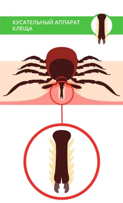 Может ли клещ полностью залезть под кожу – новости Днепра
