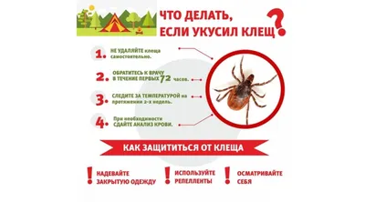 Опасность клещей | PUUGIINFO.EE