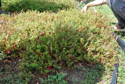 Красные зрелые клюквенный в лесу Стоковое Изображение - изображение  насчитывающей ягод, кругло: 194267837