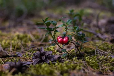 Красная спелая клюква в лесу, Россия Красивая красная спелая клюква в лесу  осенью Стоковое Фото - изображение насчитывающей светокопии, флора:  157861480