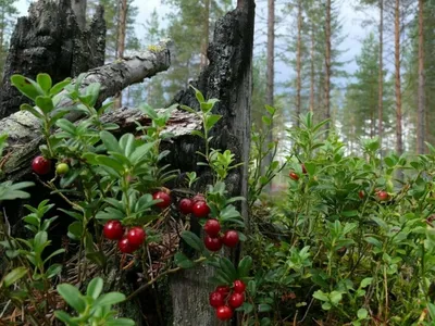 Красная клюква стоковое фото. изображение насчитывающей цвет - 163654268