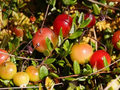 Клюква – свежая ягода до весны - Инфоиндустрия