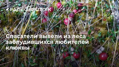 Клюквы ягод леса Буша зрелые Vitis-идея Vaccinium Макрос Стоковое  Изображение - изображение насчитывающей расти, взорвать: 127627415