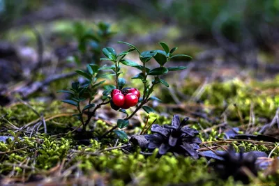 Красная клюква на ветке в хвойном лесу Закрытие ягод и листьев Понятие  здорового питания и естественной природы Стоковое Изображение - изображение  насчитывающей падение, конец: 158883817