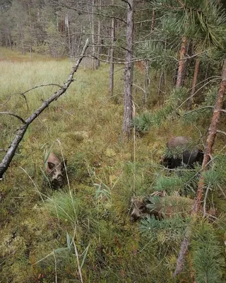 Клюкву несут из леса мешками\": чехарда с ценами на ягоду удивила сахалинцев  - Новости Сахалинской области - astv.ru