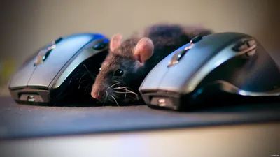 7 основных отличий игровой мышки от обычной компьютерной мыши | ЭРА  ТЕХНОЛОГИЙ | Дзен