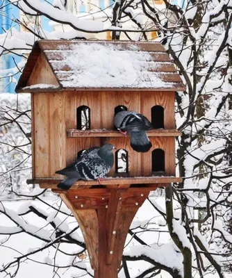 Фото кормушек для птиц зимой фото