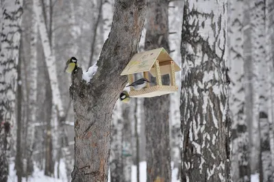 В Центре защиты леса Коми рассказали, как правильно сделать кормушку для  птиц | Комиинформ
