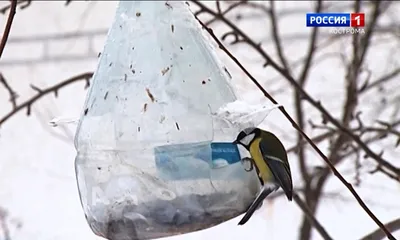 Покормите птиц зимой! | Заповедник \"Белогорье\"