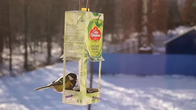 Открытые-НКО - Хранители птиц: жители регионов делают эко-кормушки и учатся  заботиться о пернатых зимой