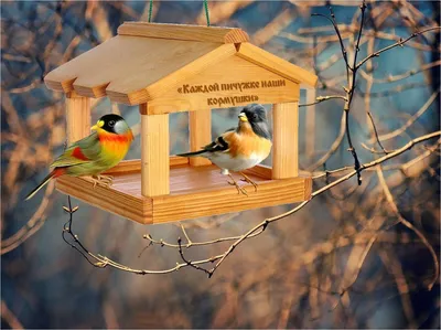 В Костроме объявлен конкурс на лучшую кормушку для птиц | ГТРК «Кострома»